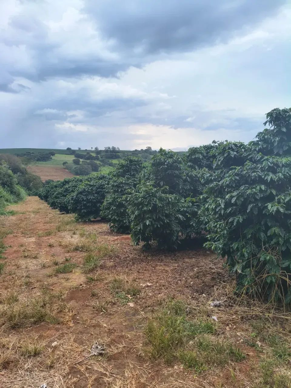 75 mil pés de café mecanizados - Foto 3