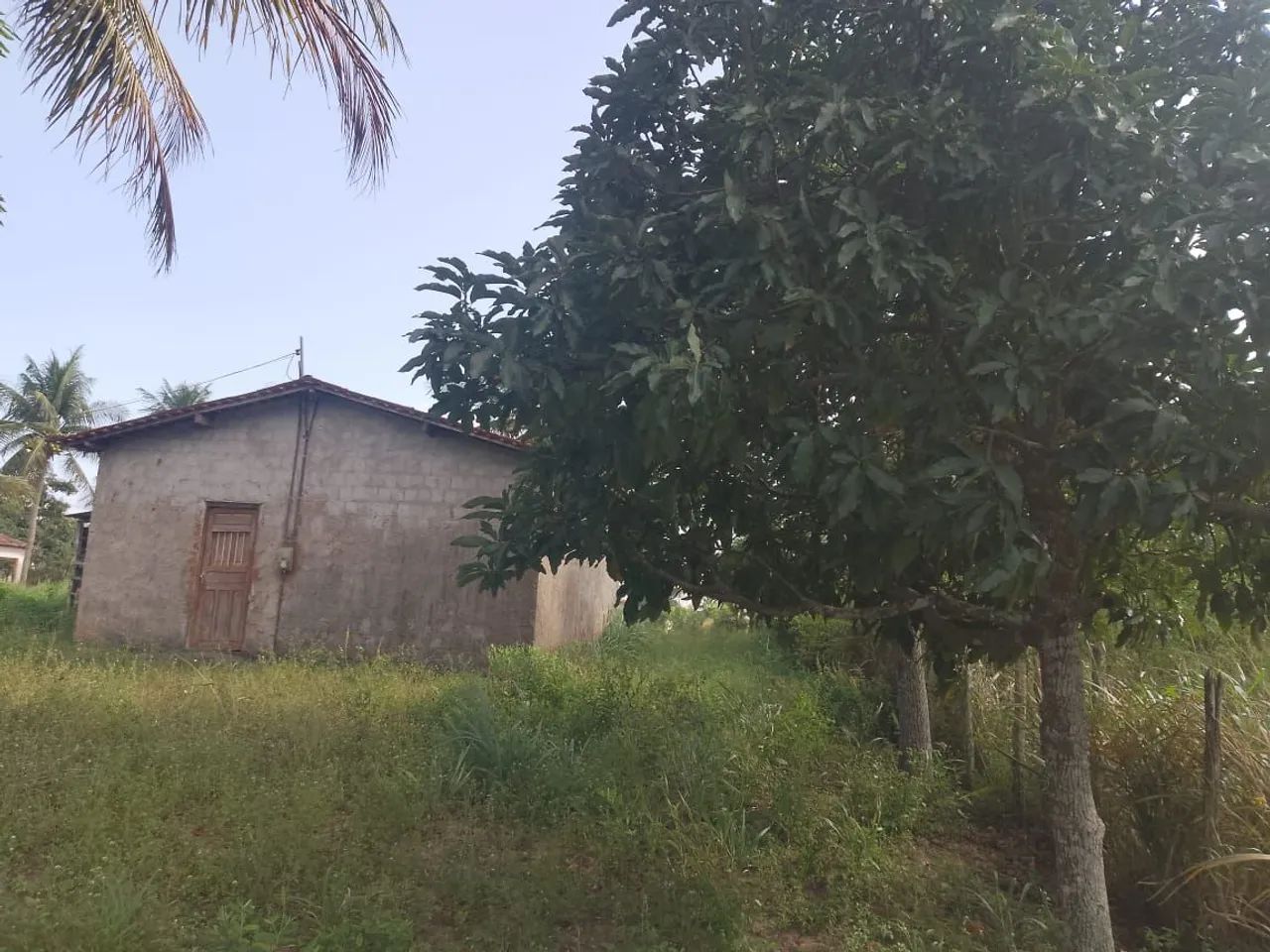 Terreno com árvores de frutas é casa grande. - Foto 3