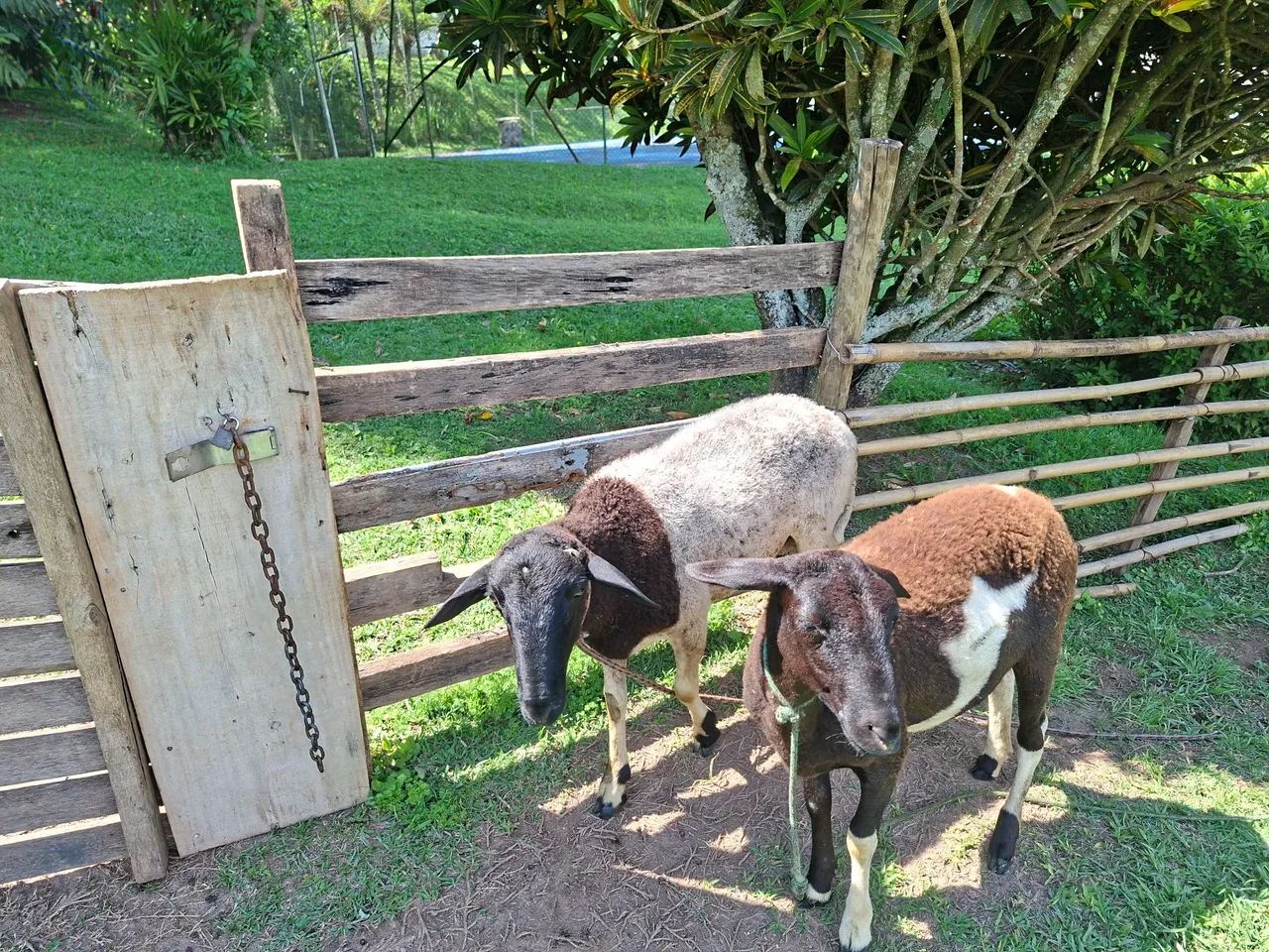 Ovelhas  - Foto 5
