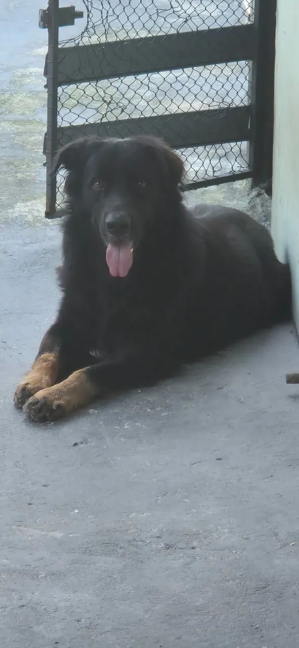 Doação/adoção responsável de cachorro  - Foto 4