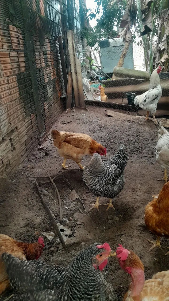 ? galinhas - Foto 5
