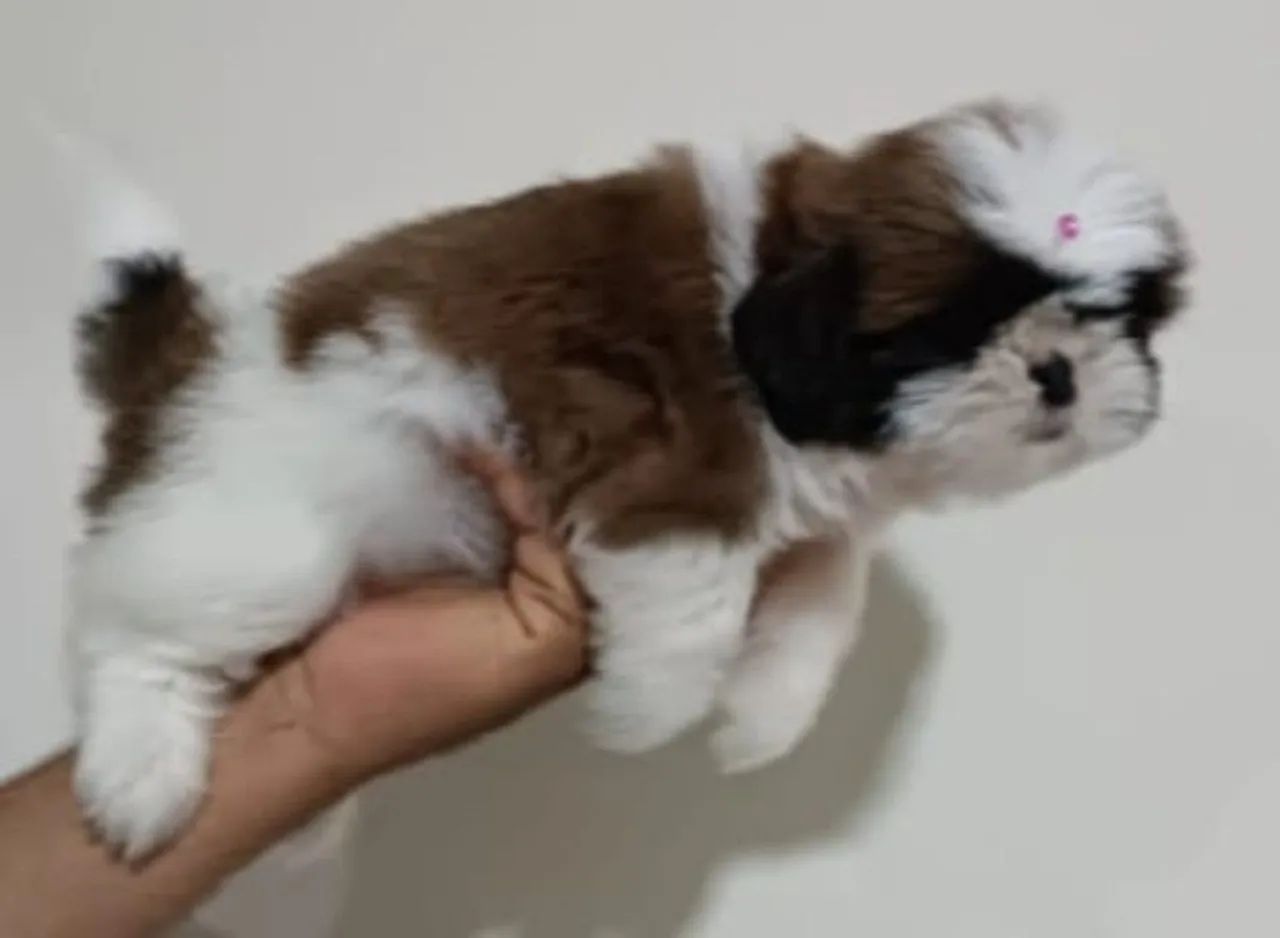 Shih Tzu  - Foto 2