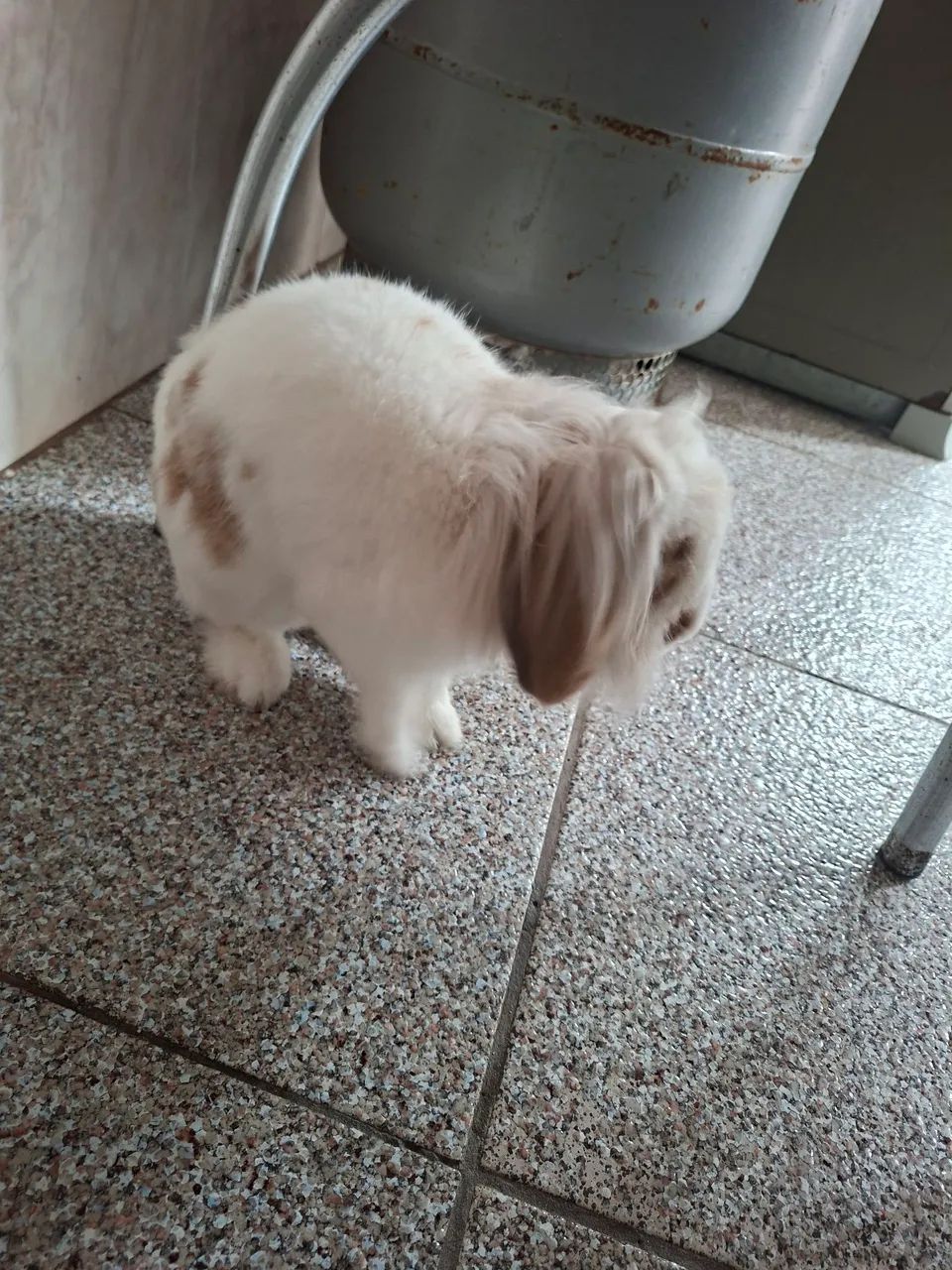 Coelho  - Foto 2
