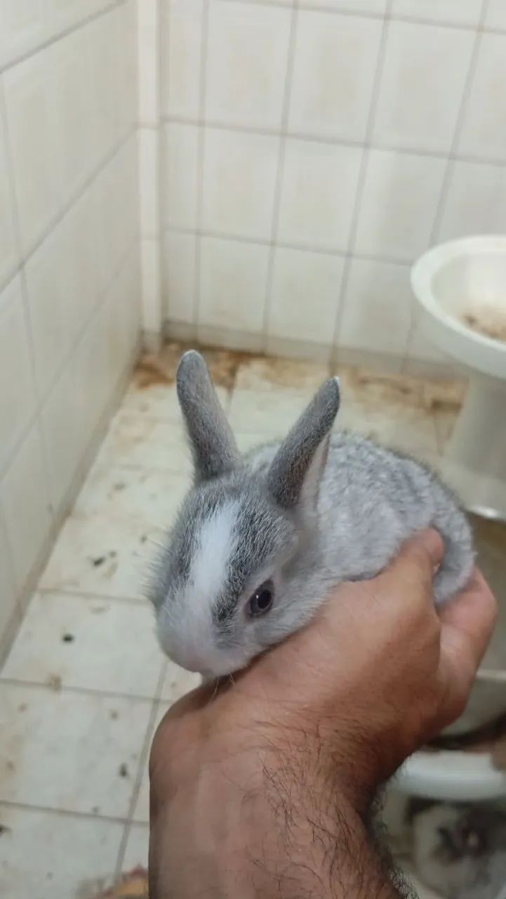 Filhotes de coelho  - Foto 2