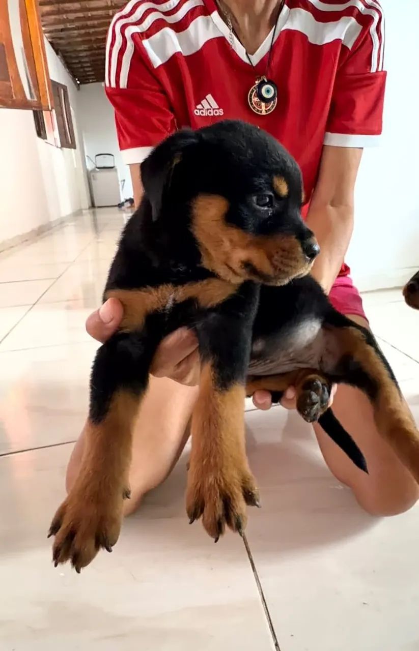 Rottweiler filhote - Foto 3