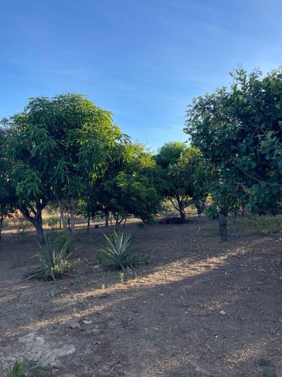 Sítio 30 Hectares Formado - Casa Ampla, Curral, Tanques de Peixe e Ótimo Acesso - Foto 7