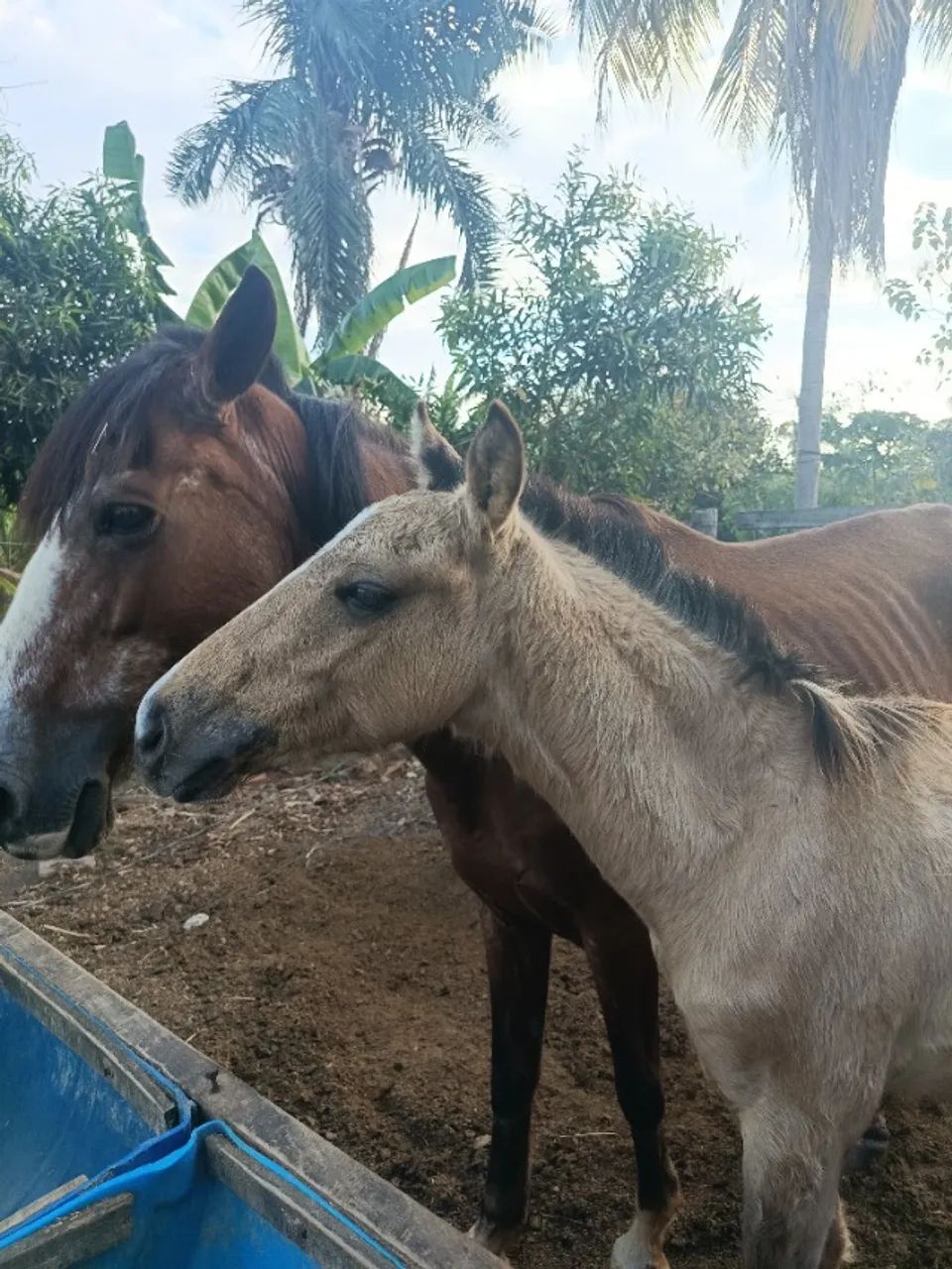 Égua e um potro  - Foto 5