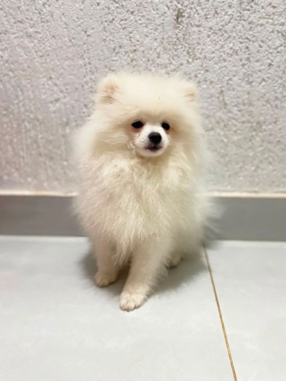 Spitz alemão  - Foto 3