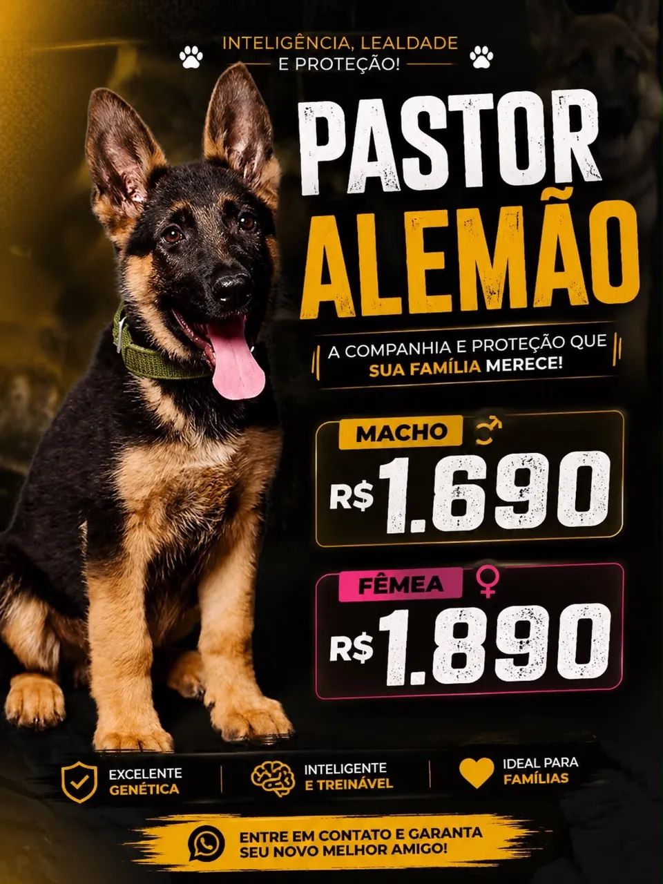 Pastor alemão 