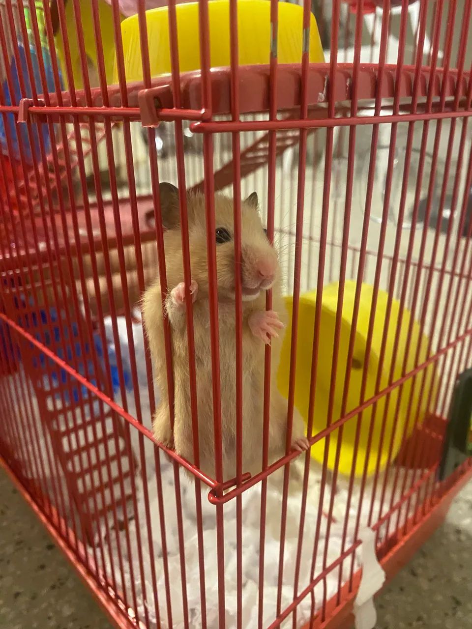 Hamster + Gaiola - Foto 2