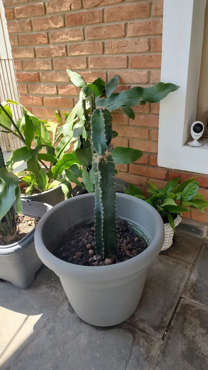 Plantas - Foto 2
