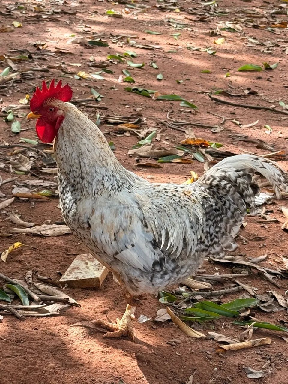 Galo - Foto 2