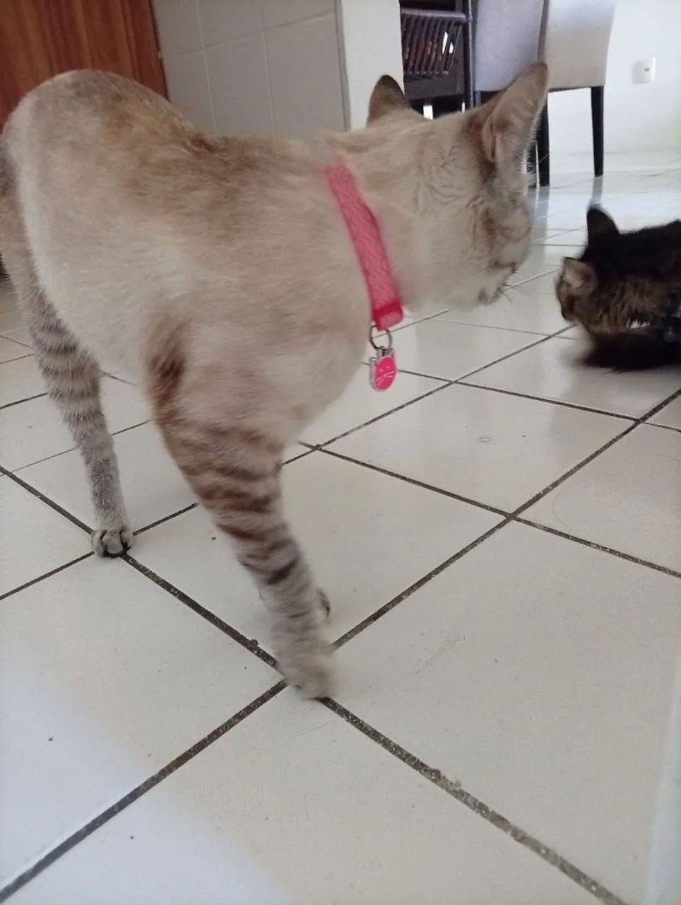 Doação de Gatinho dócil e castrada - Foto 4