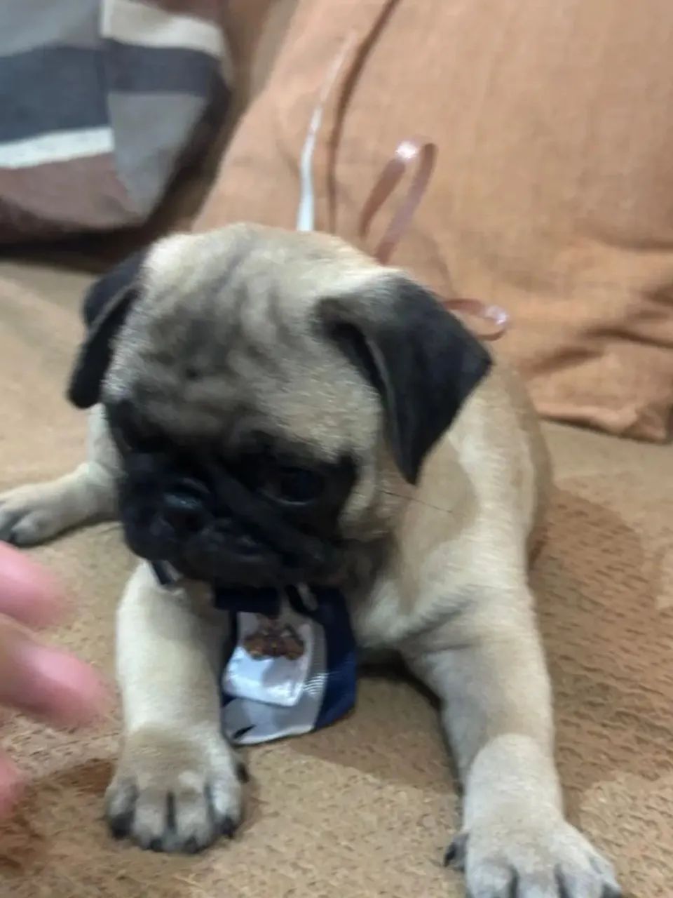 Pug com pedigree  - Foto 3