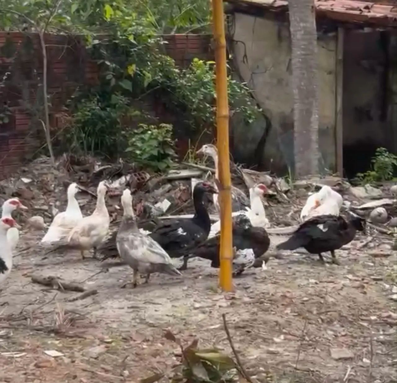 Patos  - Foto 2
