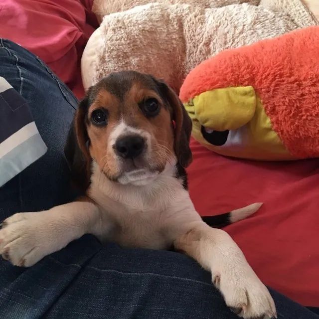 Beagle lindo