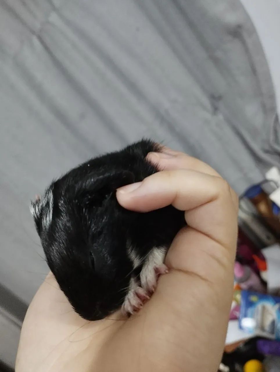 Porquinho da índia filhote macho - Foto 3