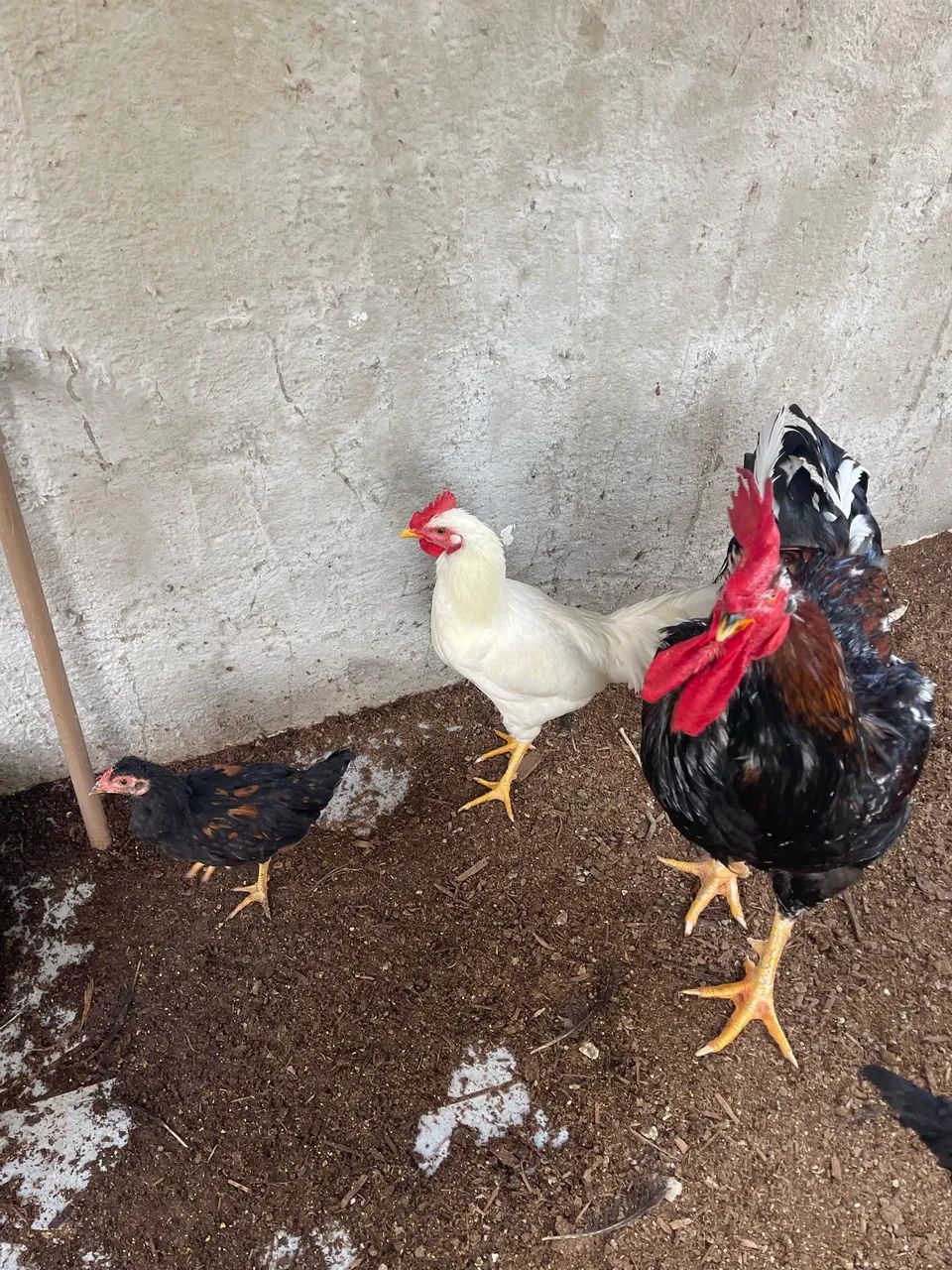 Galinhas e frangos - Foto 2