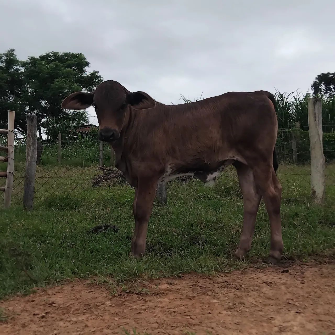 Vaca e bezerro à venda - Foto 3