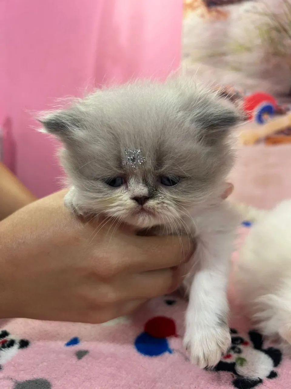 Gatos persas  - Foto 3