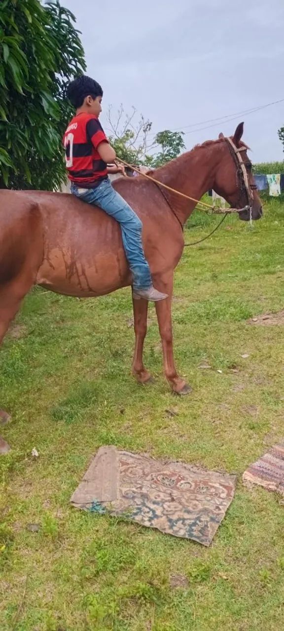 Égua QM extra de grande  - Foto 3