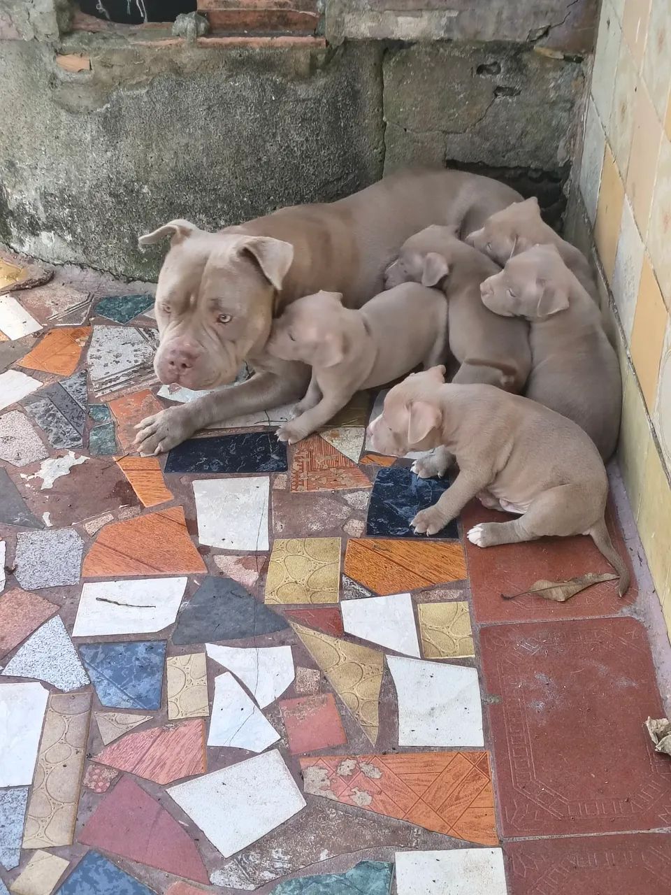 American Bully 