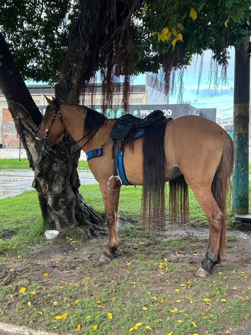 Cavalo mestiço de manga larga a venda - Foto 3