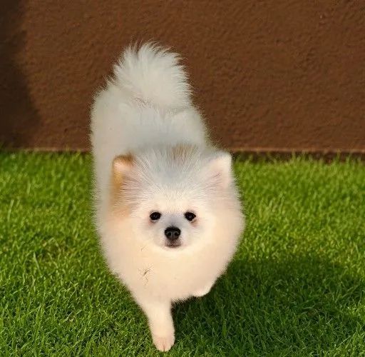 Spitz alemão anão Lulu da Pomerânia Anão  - Foto 3