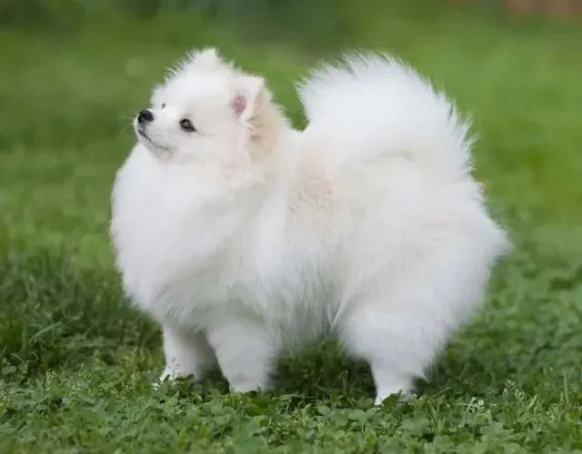PROC. Spitz Alemão macho p cruza.