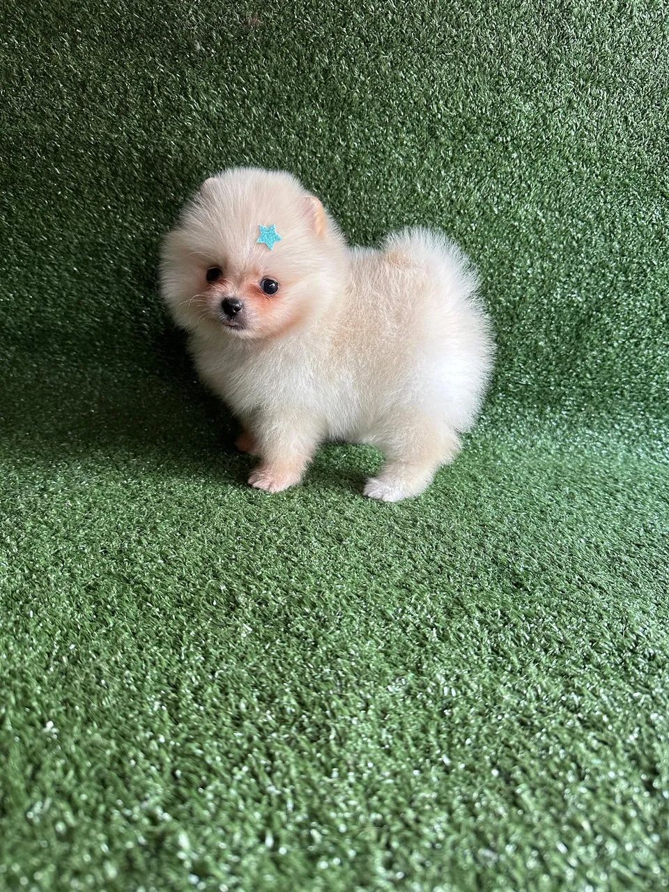 Spitz alemão -macho  - Foto 2