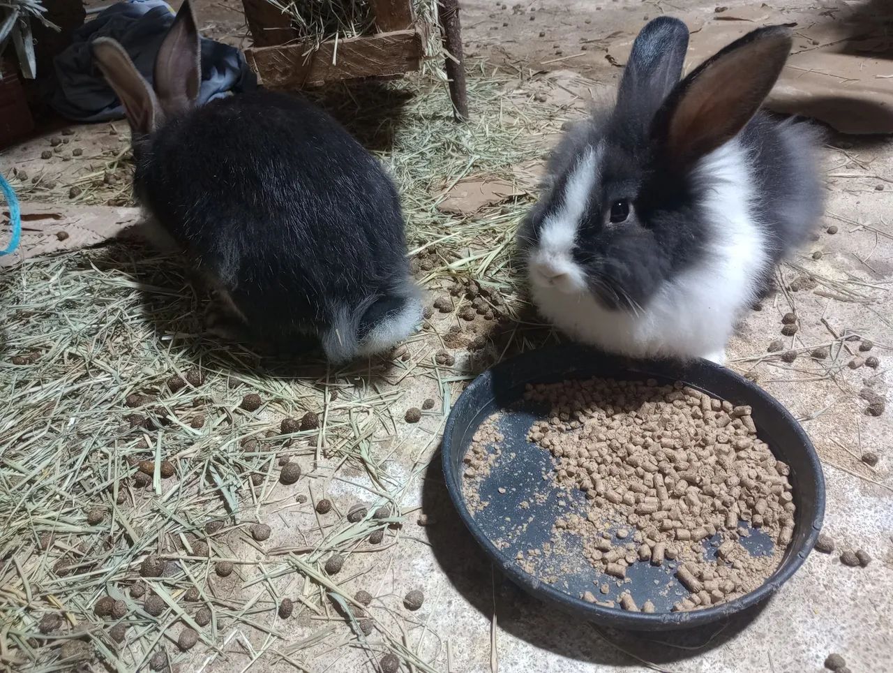 Vende -se Coelhos filhotes e adultos. - Foto 4