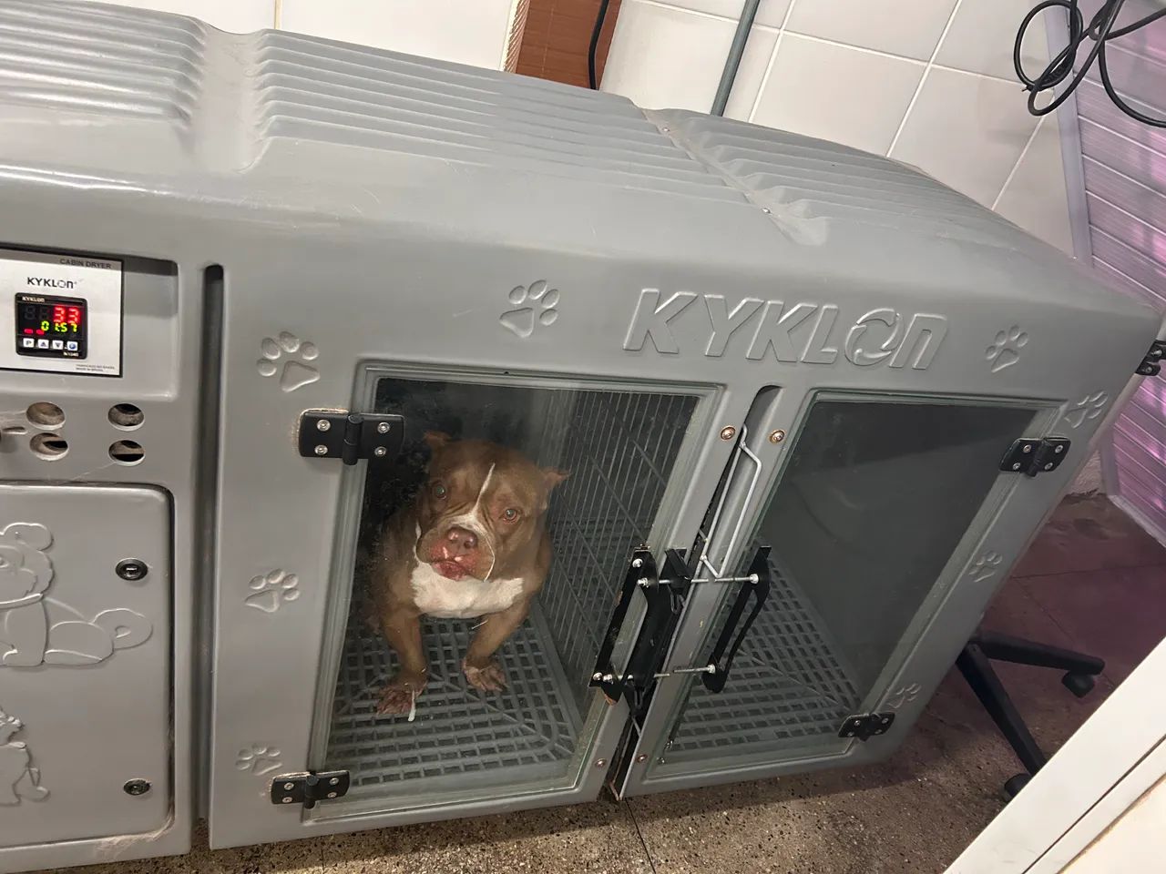 Maquina de secar animais