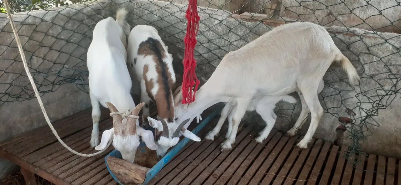Cabras e bode para vender ou trocar - Foto 5