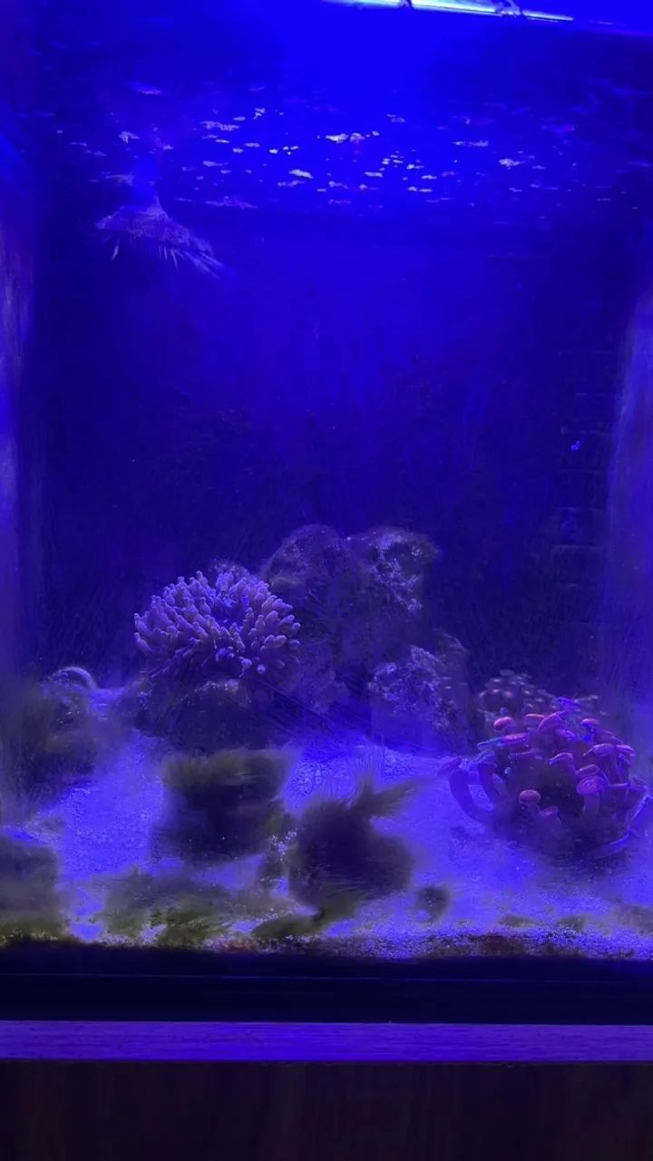 Aquário Marinho com Sump Traseiro, Movel e Luminária. 10x sem juros - Foto 2