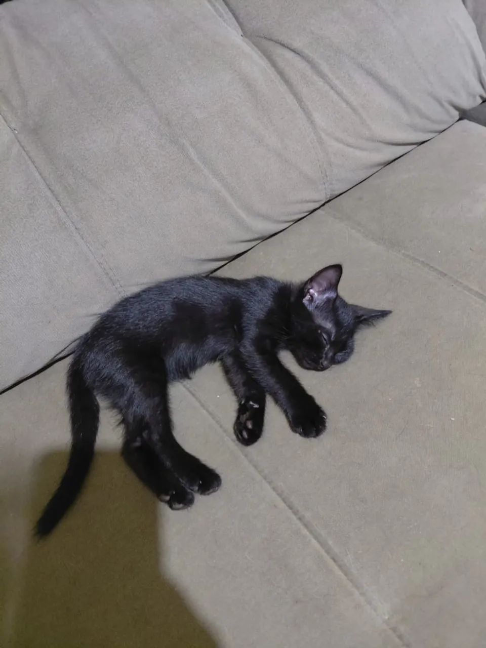 Gatinha preta para adoção 