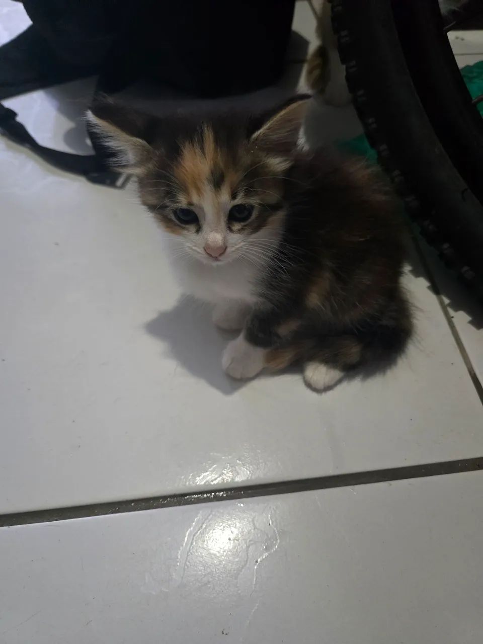 Gatos para Doação  - Foto 2