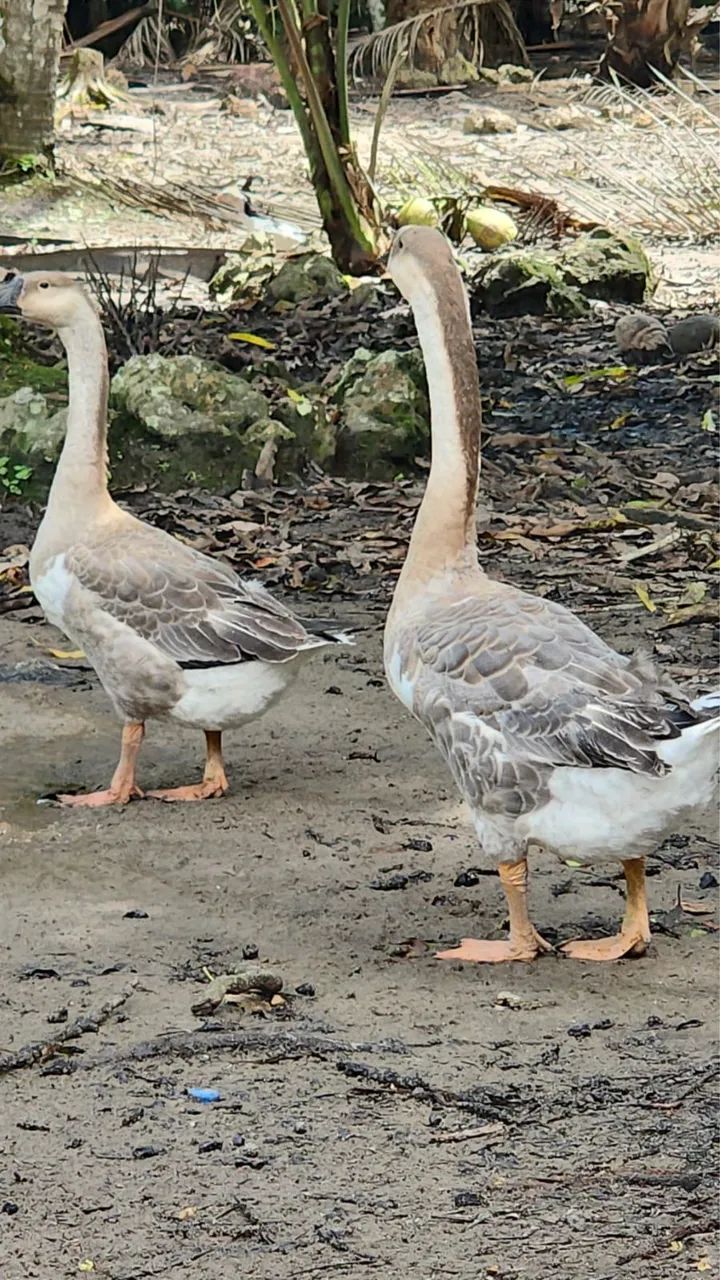 casal de gansos  - Foto 6