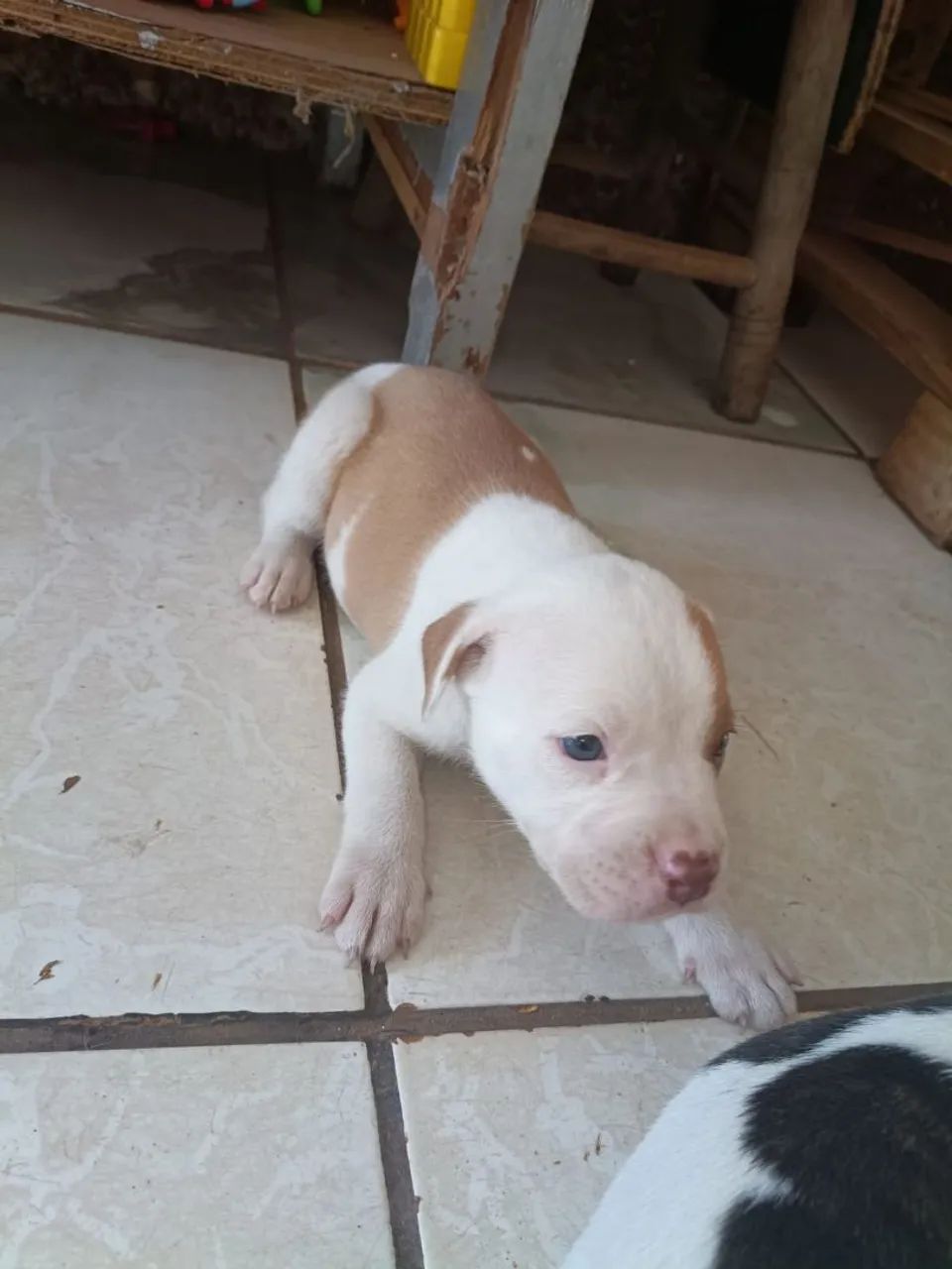 Filhotes de pitbull  - Foto 3