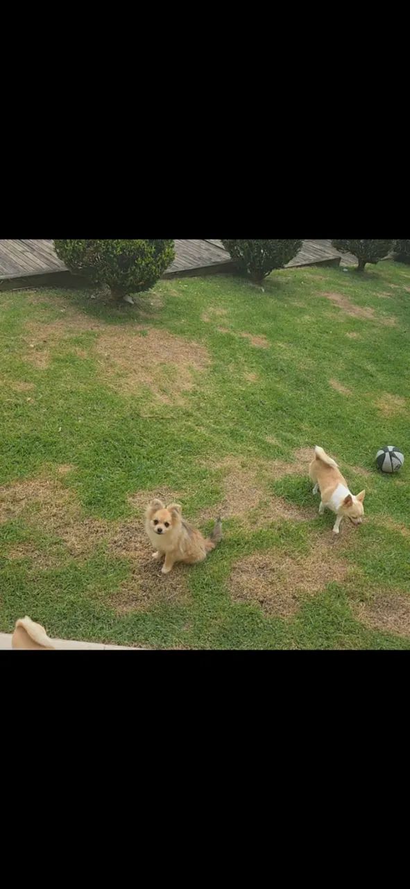 Cachorra para companhia  - Foto 2