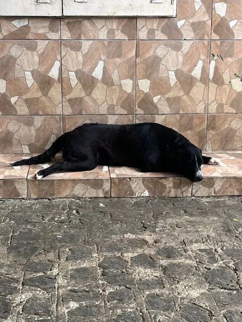 Cadelas Castradas para Adoção - Foto 4
