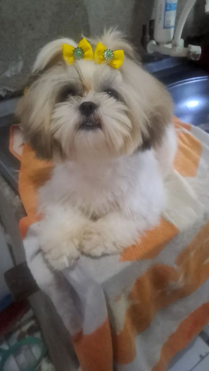 Animais de estimação 