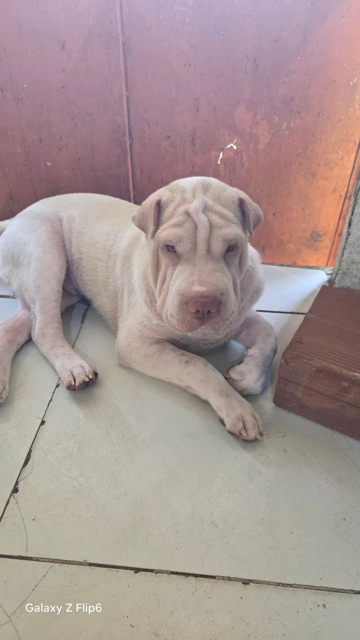 Cachorro 