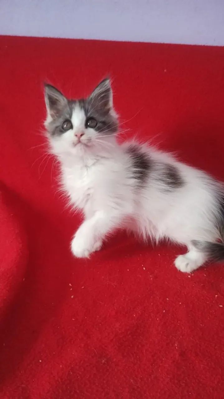 Gato Maine coon  - Foto 4