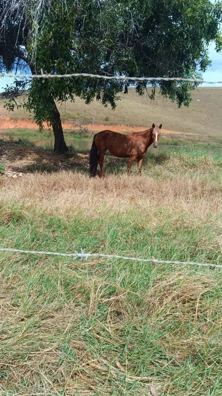 Égua mangalarga  - Foto 3