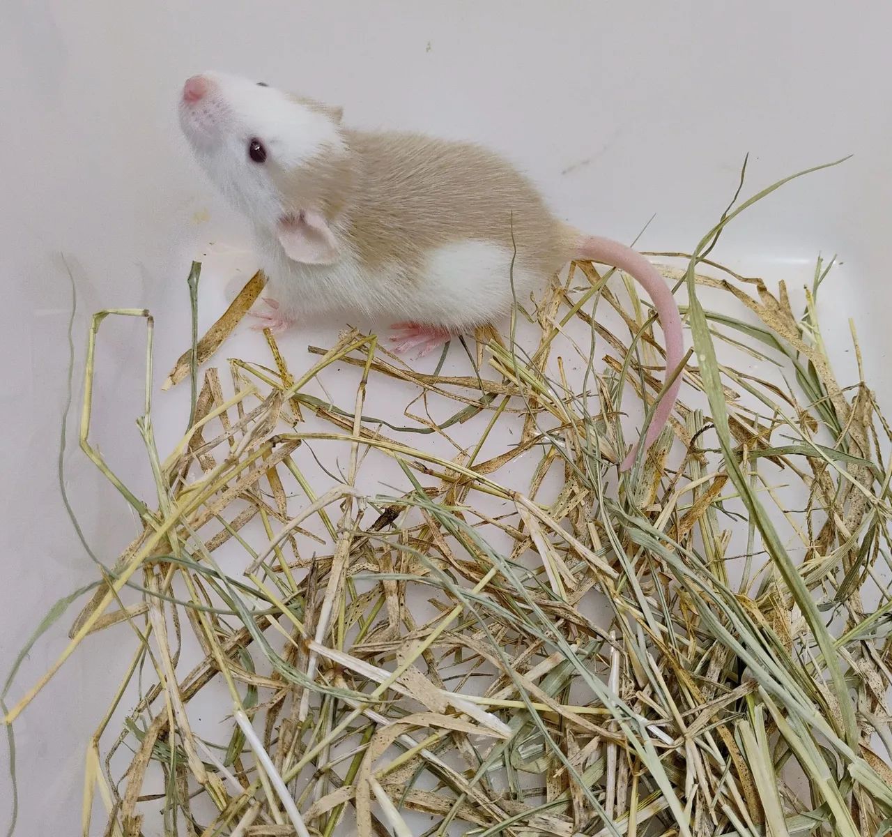 Mercol/ Twister Dumbo 