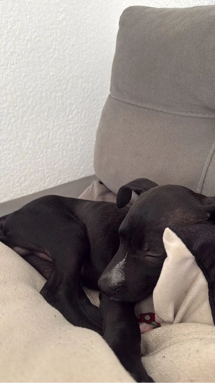 Adoção de cachorro  - Foto 2