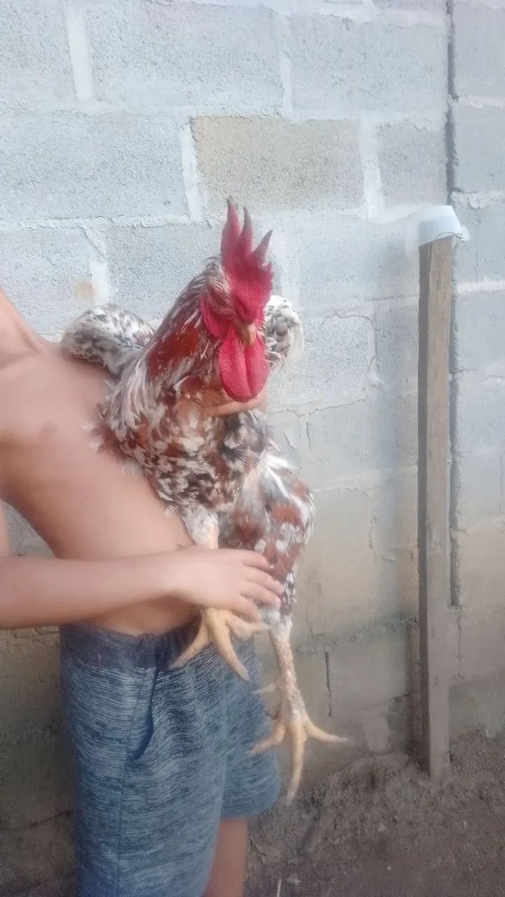 Galo de GSB gigante - Foto 5