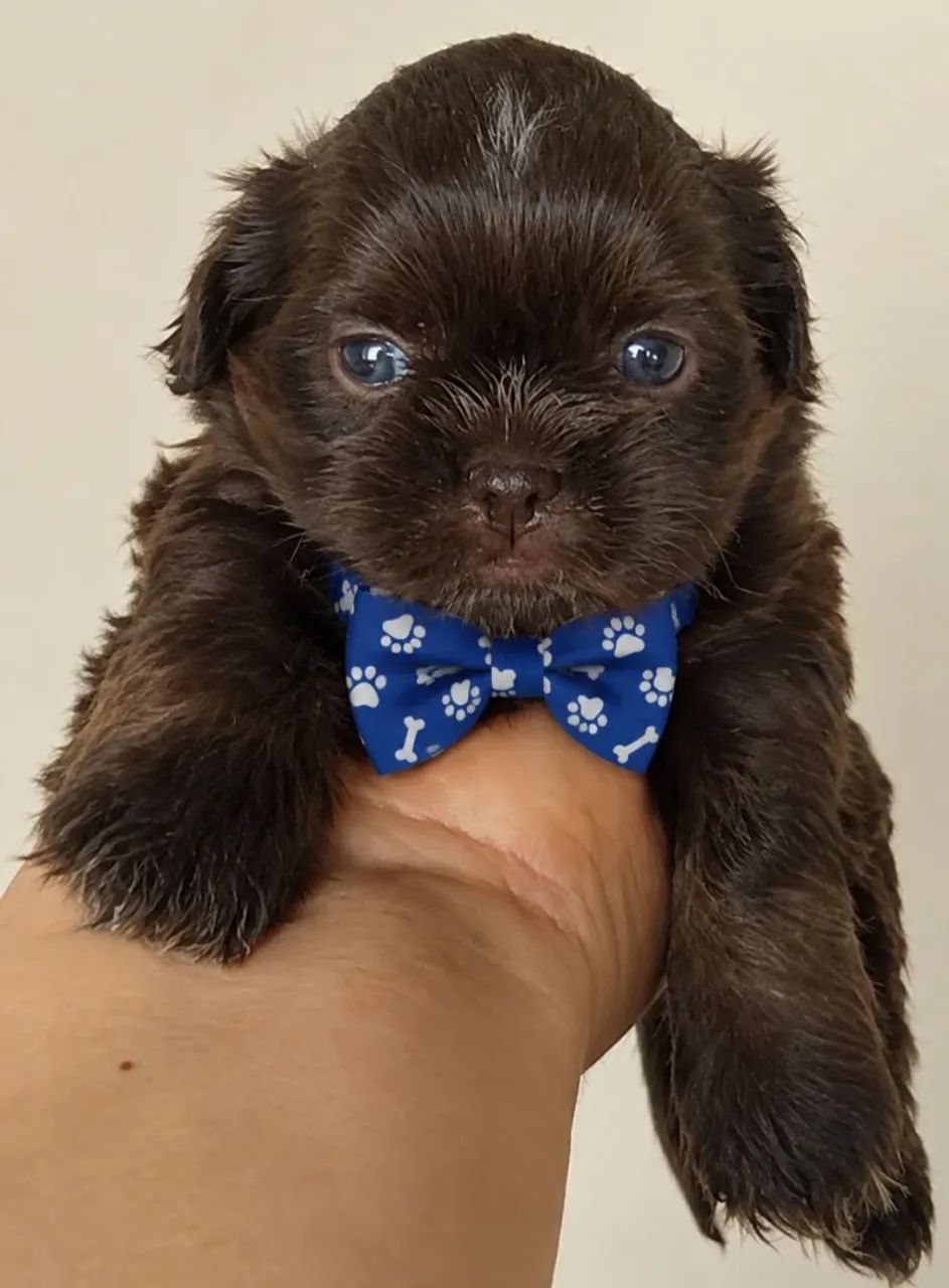 Mini shitzu (MACHO)