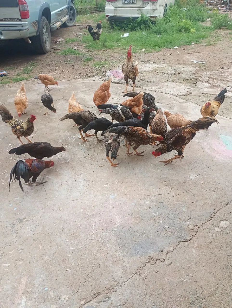 galinha e frangos caipira  - Foto 2