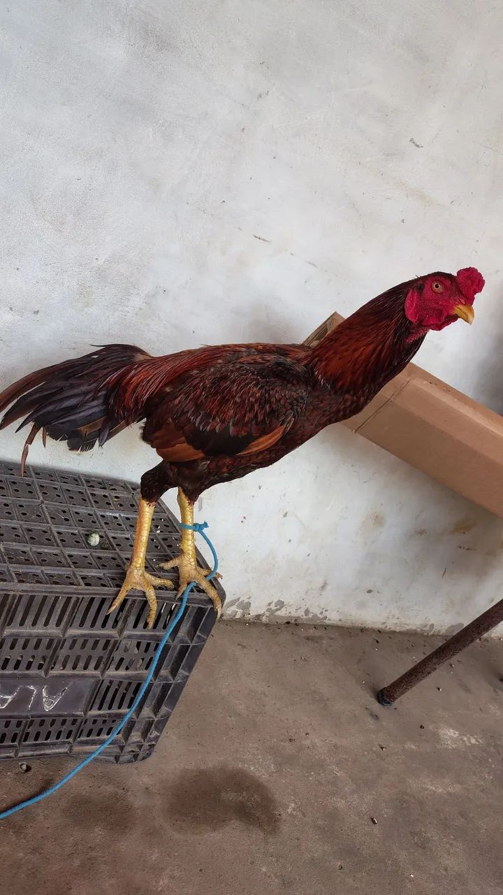 Vendo frango carioca 